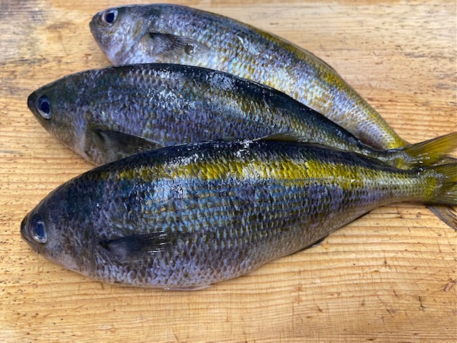 タカベの塩焼き